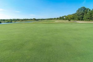 Thistle Downs