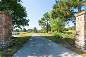 Thistle Downs