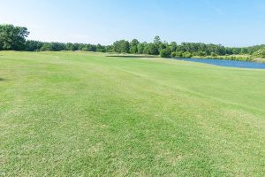 Thistle Downs